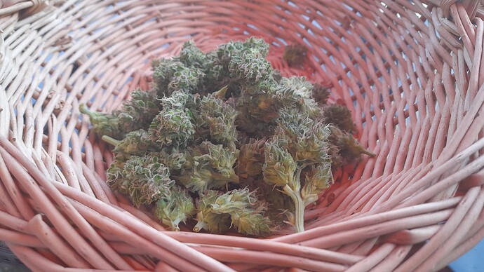 Growreport Bild 6