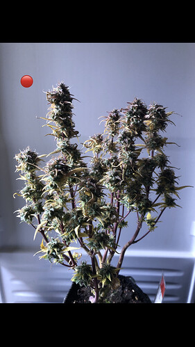 Growreport Bild 11