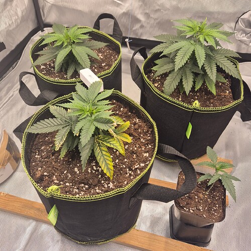 Growreport Bild 8