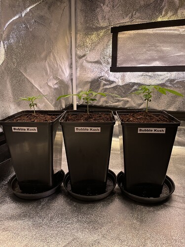 Growreport Bild 11