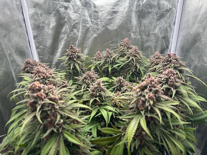 Growreport Bild 12