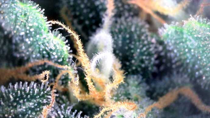 Growreport Bild 26