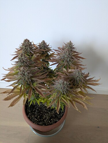 Growreport Bild 2