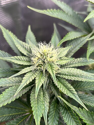 Growreport Bild 11