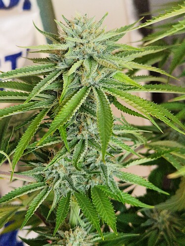 Growreport Bild 10