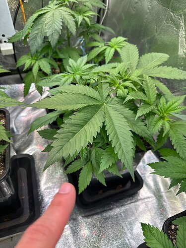 Growreport Bild 39