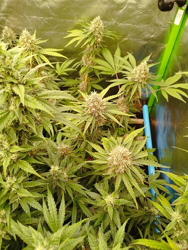 Mehrere blühende Cannabispflanzen mit dichten Blütenständen und grünen Blättern in einer Growbox.