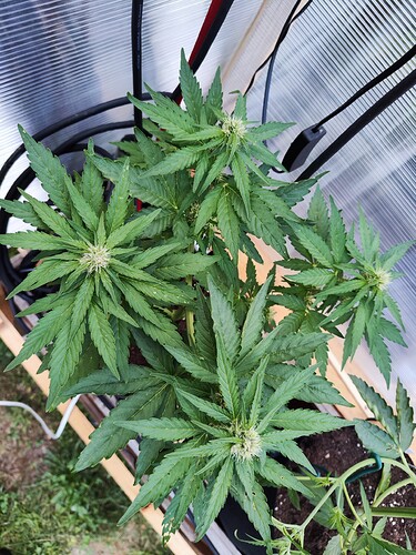 Growreport Bild 4