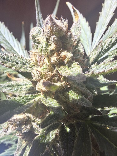 Growreport Bild 2