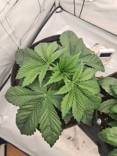 Growreport Bild 13