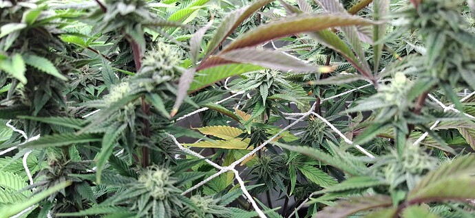 Growreport Bild 4