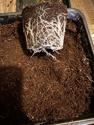 Growreport Bild 2