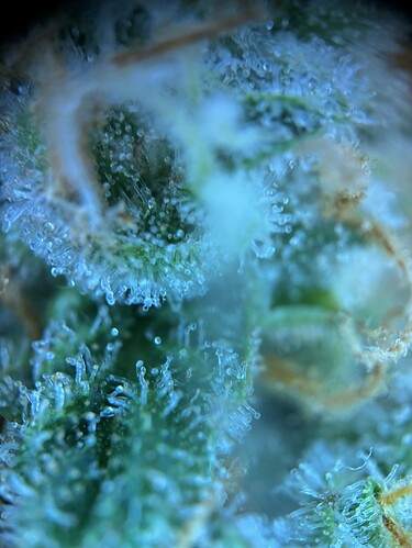 Growreport Bild 19