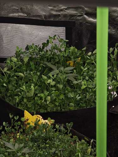 Growreport Bild 7