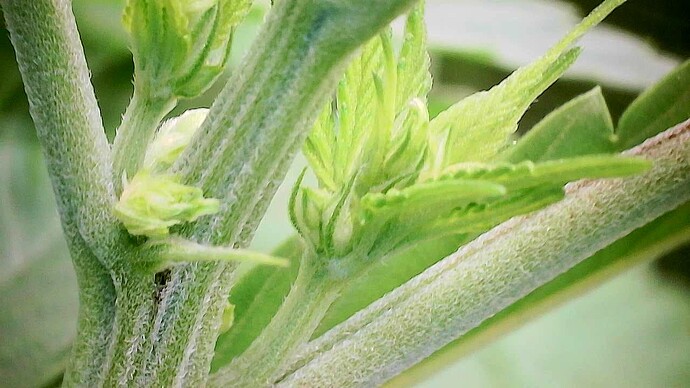 Growreport Bild 4