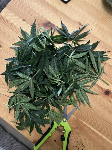 Growreport Bild 21