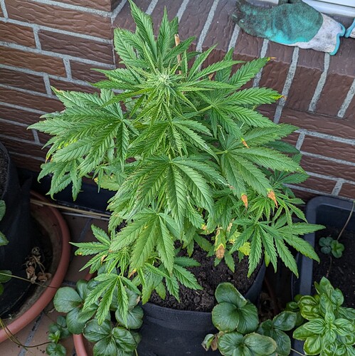 PXL_20240630_180901242