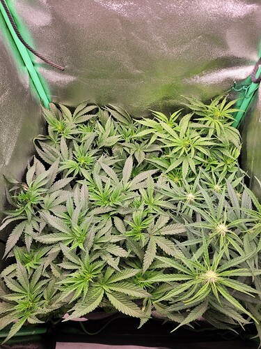 Growreport Bild 16