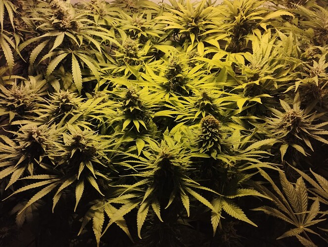 Growreport Bild 8