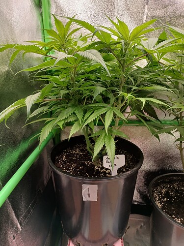 Growreport Bild 2