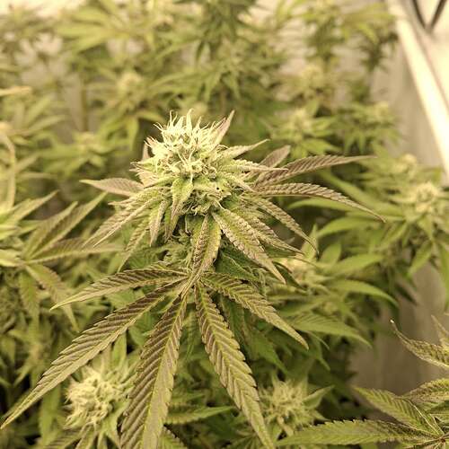 Growreport Bild 9
