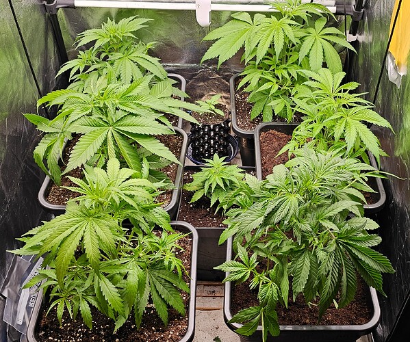 20250121_211349_resized