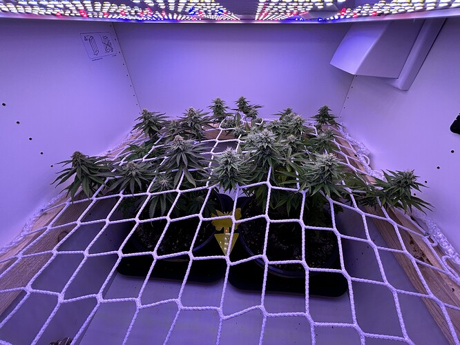 Zwei Cannabis-Pflanzen in der Blütephase unter einem Scrog-Netz in einer Growbox.