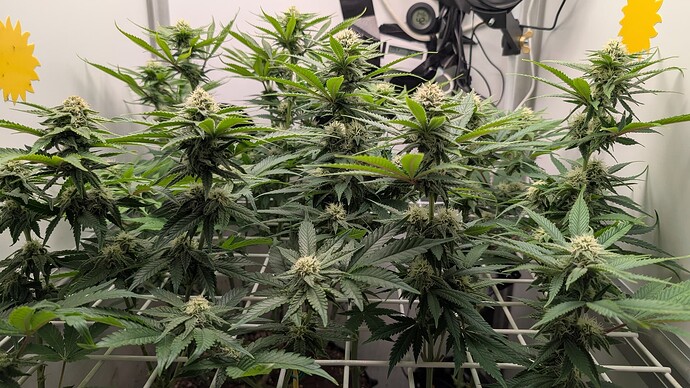 Growreport Bild 19