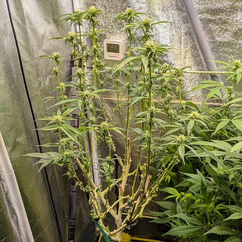Growreport Bild 19