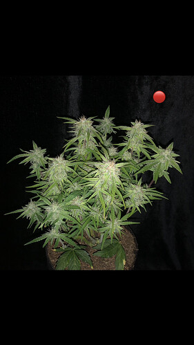 Growreport Bild 23