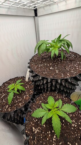 PXL_20250329_084750971