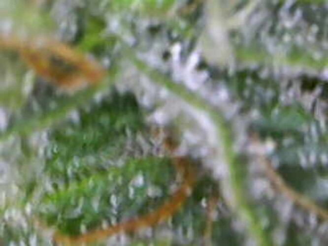 Growreport Bild 2