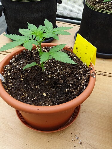 Growreport Bild 17