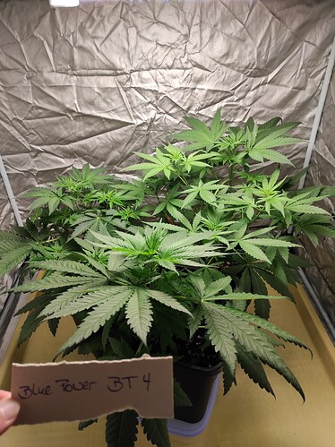 Growreport Bild 6