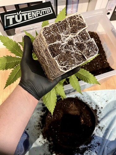 Growreport Bild 7