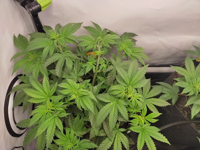 Growreport Bild 26