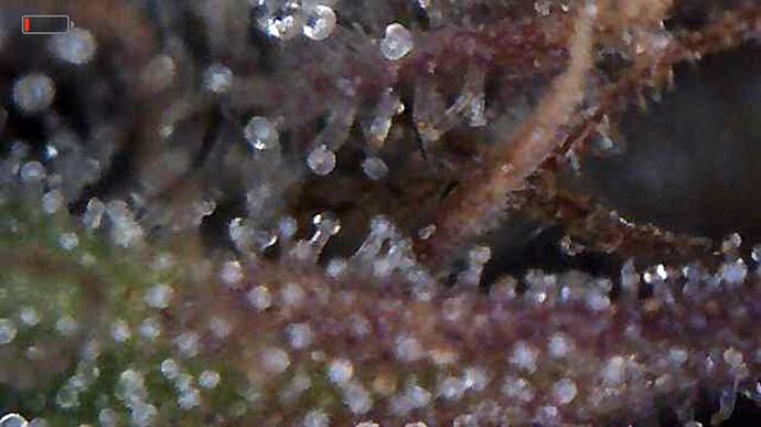 Growreport Bild 3