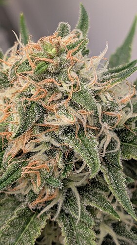 Growreport Bild 46