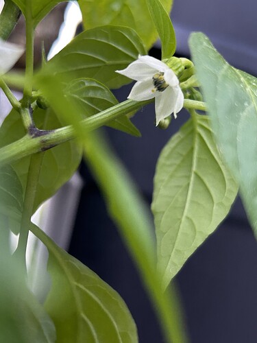 Growreport Bild 19