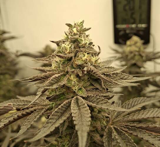 480961115_122169888416293599_4515578339179006424_n