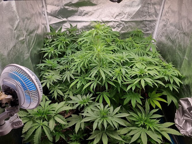 Mehrere Cannabispflanzen in der Wachstumsphase in einem Growzelt, mit einem Ventilator im Vordergrund.