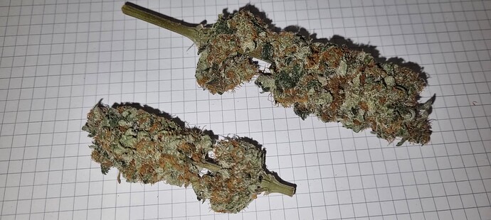 Growreport Bild 45