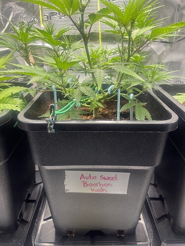 Growreport Bild 6