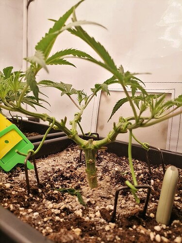 Growreport Bild 19
