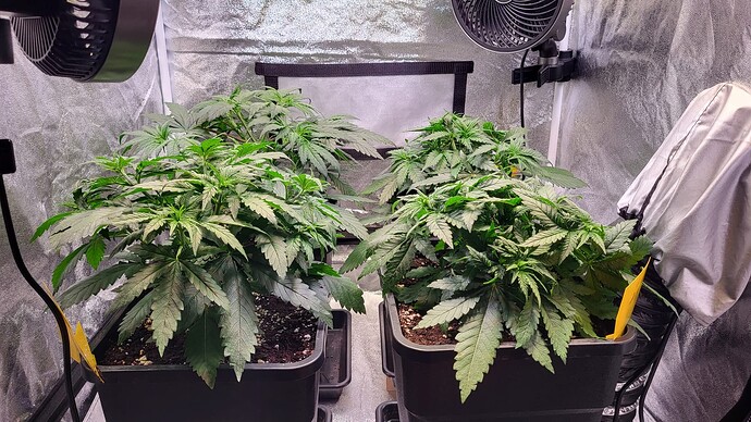 Growreport Bild 31