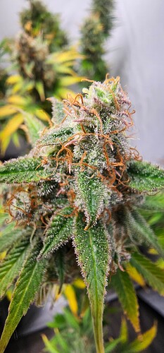 Growreport Bild 5