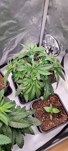 Growreport Bild 8