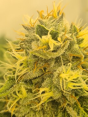 Growreport Bild 5