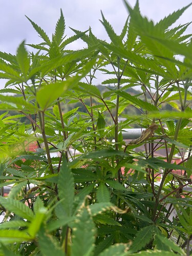 Growreport Bild 17