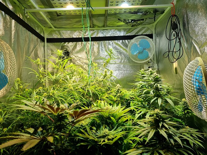 Mehrere Cannabis-Pflanzen in der Blütephase in einem Growzelt, beleuchtet von LED-Lampen und belüftet durch Ventilatoren.